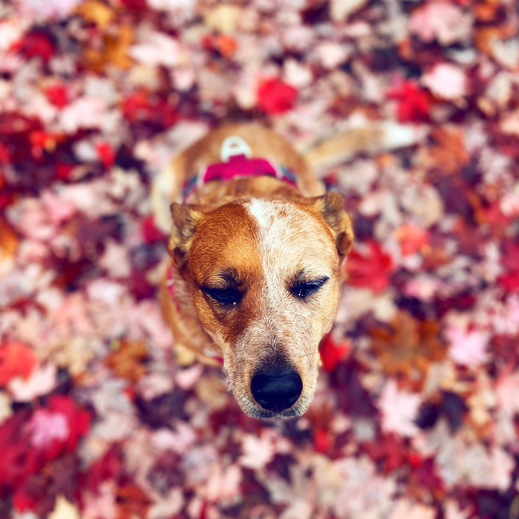 Jack or Maple sitting among autumn leaves